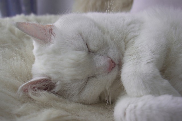 Cat sleep.jpg Cat sleep.jpg