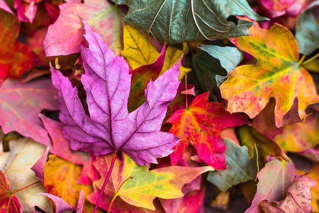 colorful-2609978_640.jpg automne